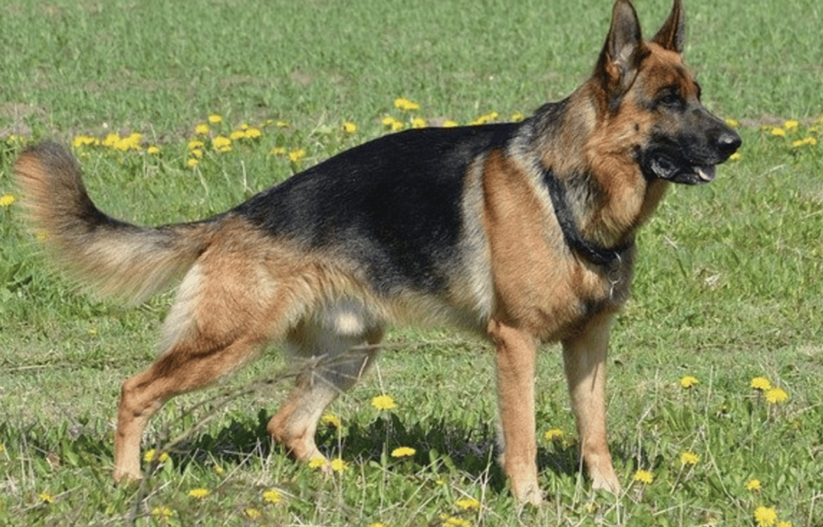 is-it-hard-to-breed-a-german-shepherd