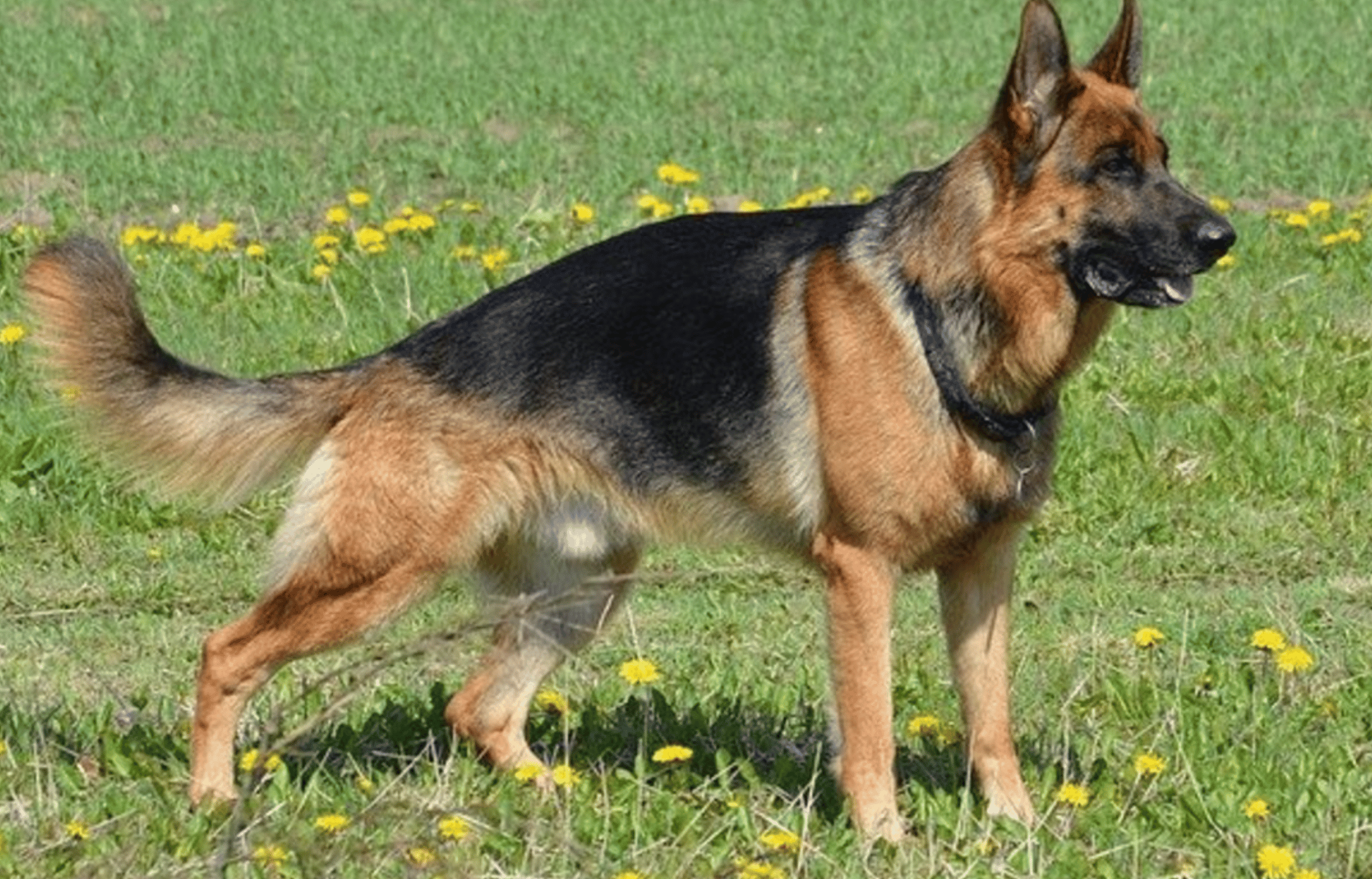 Is it hard to breed a German Shepherd?