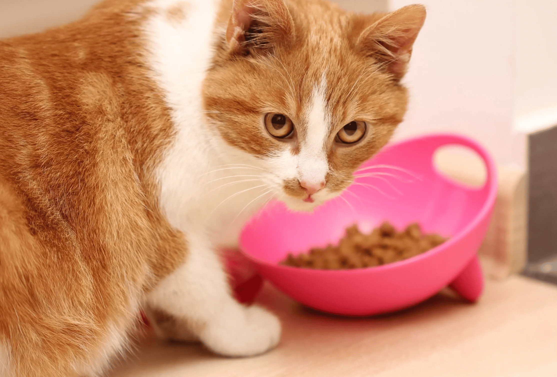 5-cat-foods-for-cats-with-sensitive-stomachs